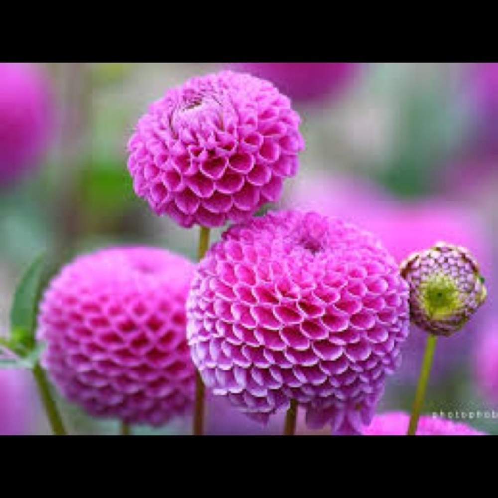 Meet your Posher, Sang